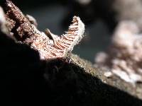 Irpex lacteus image