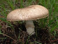 Agaricus julius image