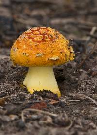 Amanita xanthocephala image