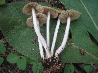 Marasmius nigrodiscus image