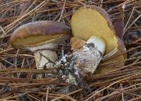 Suillus luteus image