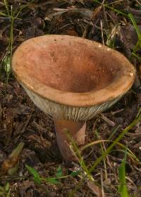 Lactarius clarkeae image