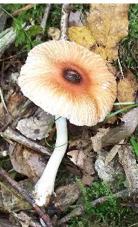 Leucoagaricus rubrotinctus image