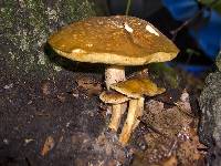 Xanthoconium affine image