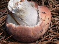Russula brunneola image