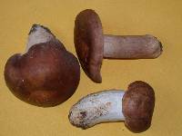 Russula brunneola image