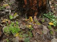 Pulveroboletus ravenelii image