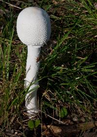 Macrolepiota dolichaula image