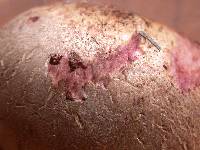 Scleroderma cepa image