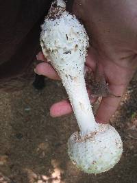 Amanita cokeri image