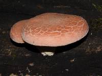 Rhodotus palmatus image