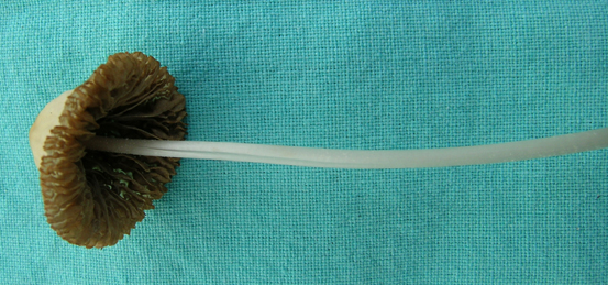 Conocybe crispa image