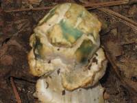 Hypomyces hyalinus image