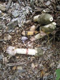 Phallus ravenelii image