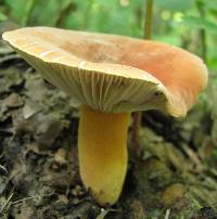 Lactarius hygrophoroides image