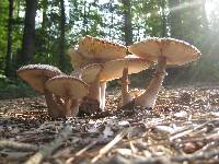 Leucoagaricus americanus image