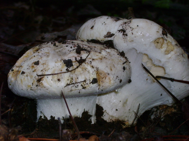 Tricholoma mesoamericanum image