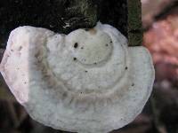 Trametes gibbosa image