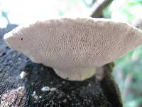 Trametes gibbosa image