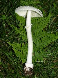 Amanita multisquamosa image