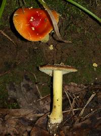 Amanita parcivolvata image