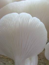 Pleurotus pulmonarius image