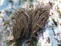 Stemonitis splendens image