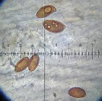 Conocybe siliginea image