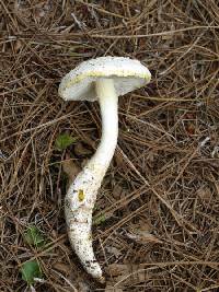 Amanita longipes image