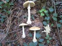 Amanita roseitincta image