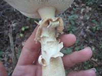 Amanita roseitincta image