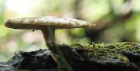 Polyporus ciliatus image