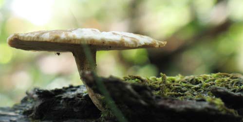 Polyporus ciliatus image