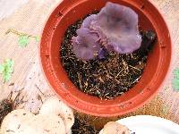 Laccaria amethystina image