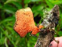 Pycnoporus sanguineus image