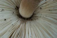 Leucoagaricus americanus image