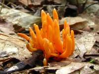 Clavulinopsis aurantiocinnabarina image