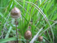 Panaeolus papilionaceus var. parvisporus image