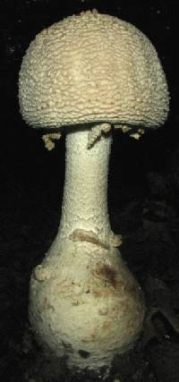 Amanita rhopalopus image