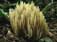 Ramaria stricta image