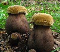 Tylopilus atronicotianus image