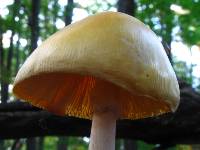 Amanita banningiana image