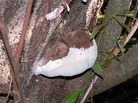 Ganoderma australe image