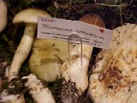 Tricholoma saponaceum image