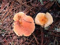 Hygrophoropsis aurantiaca image