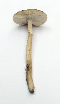 Amanita brunnescens image
