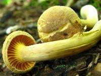 Cantharellus appalachiensis image