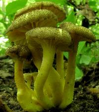 Hygrocybe caespitosa image