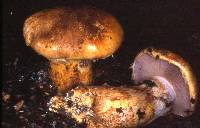 Cortinarius ponderosus image