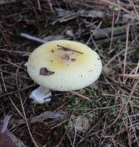 Amanita albocreata image